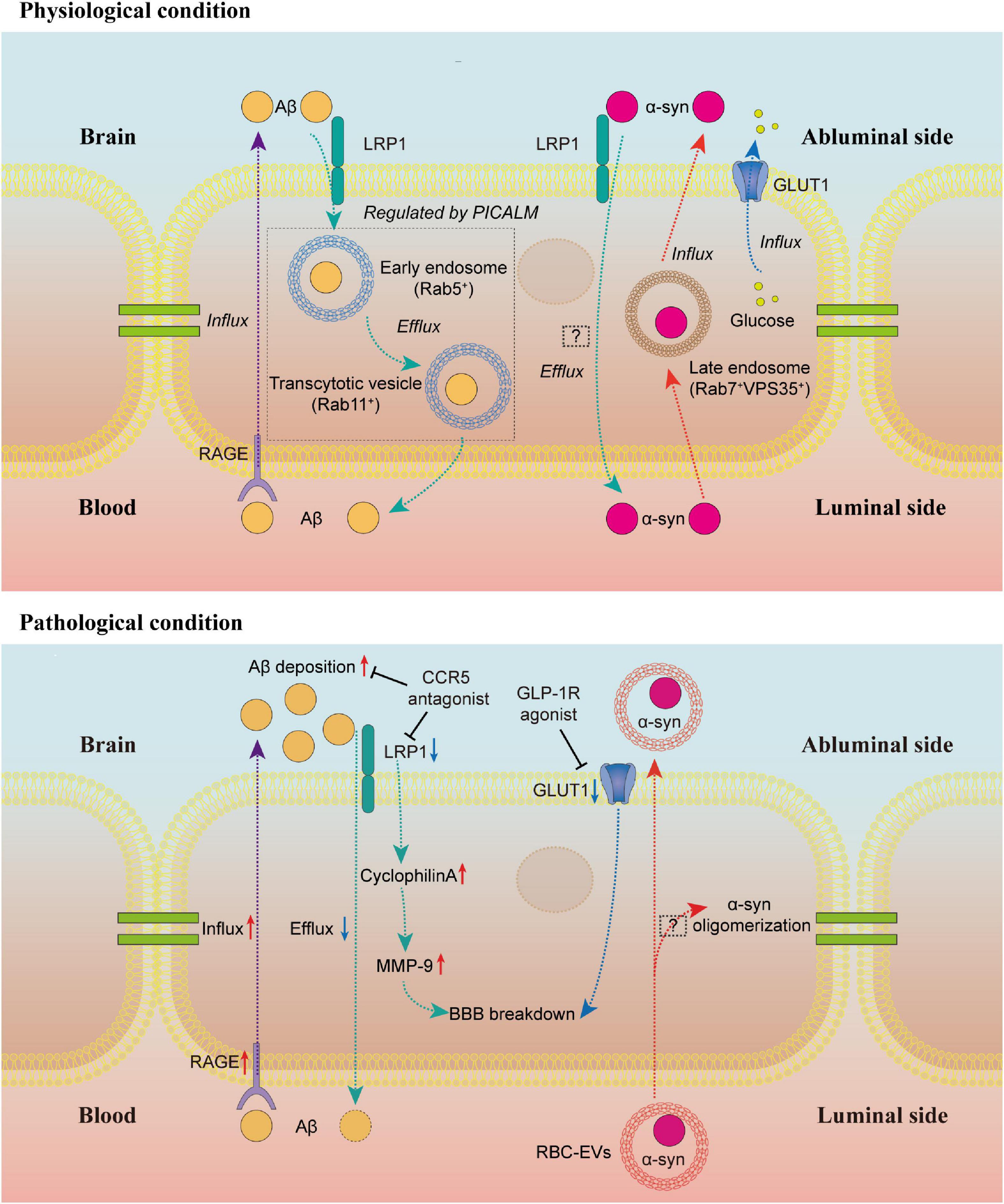 Blood–brain barrier endothelial cells in neurodegenerative diseases: Signals from the “barrier”